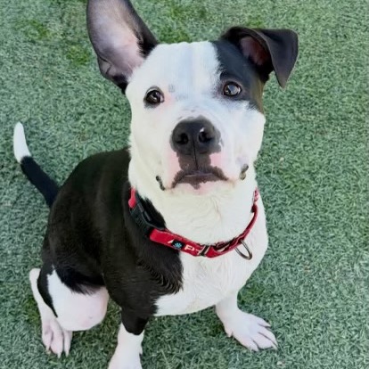 DOYLE - Terrier, Pit Bull / Mix available for adoption