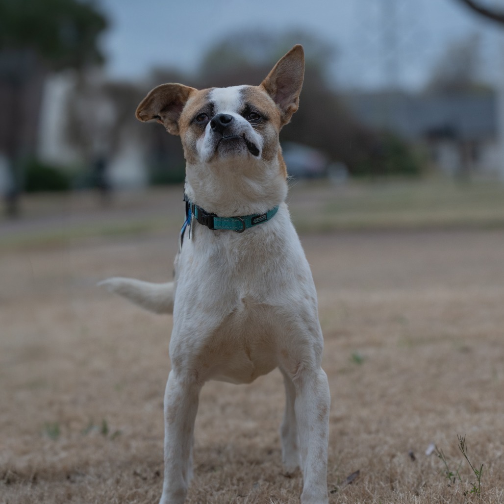 Stitch (Formerly Lava), photo 8