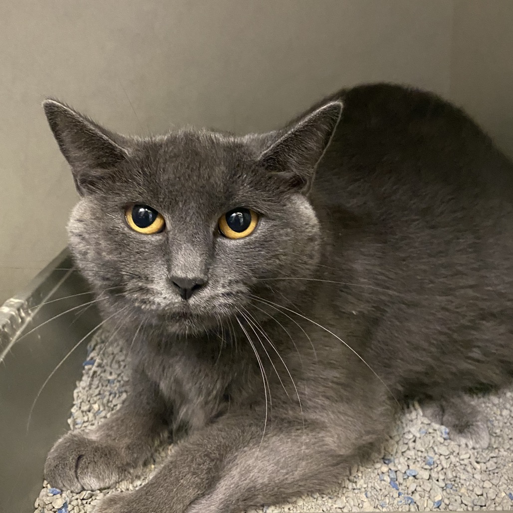 LUNA - Domestic Shorthair available for adoption