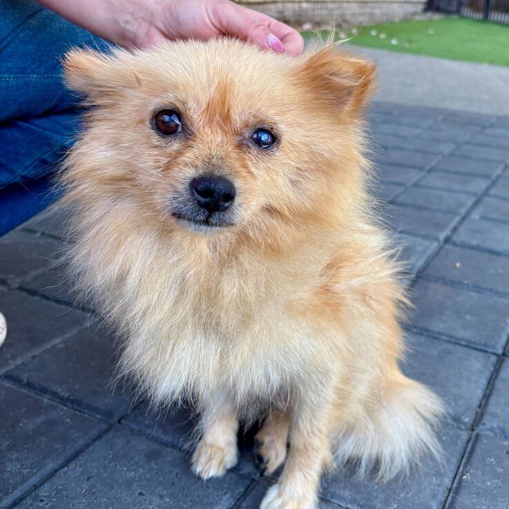 Bocce — thumbnail 3