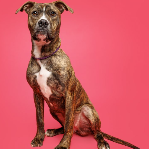 Kashka — thumbnail 2