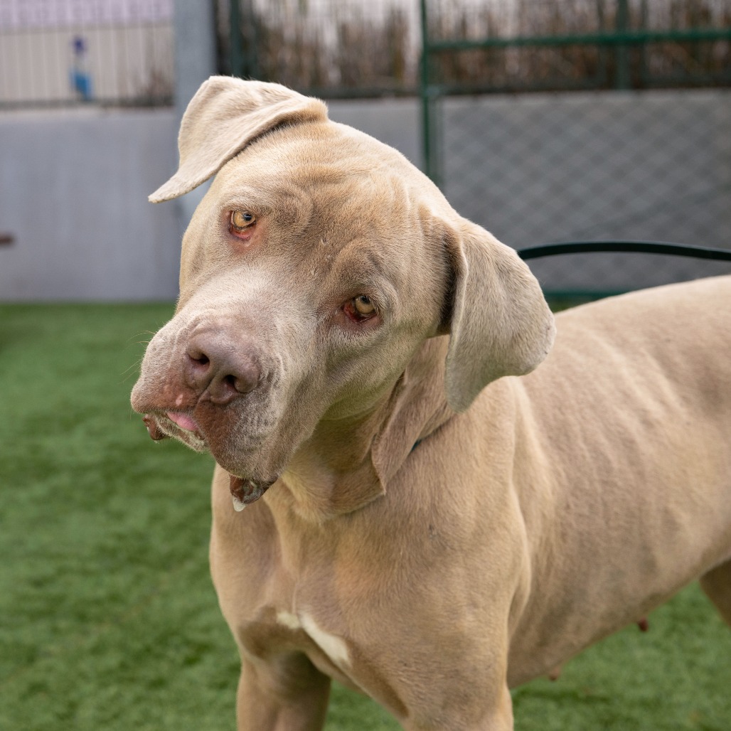Pit Bull