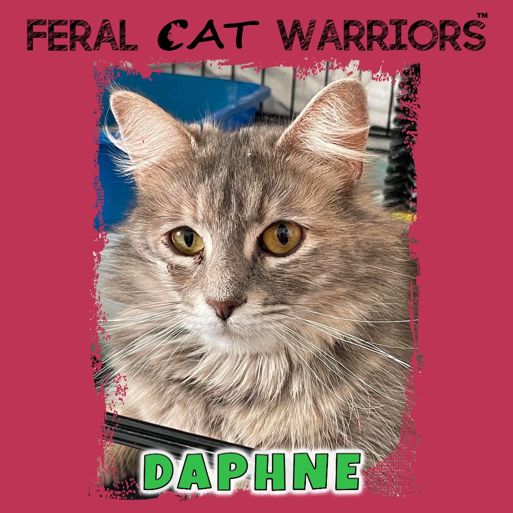 Daphne