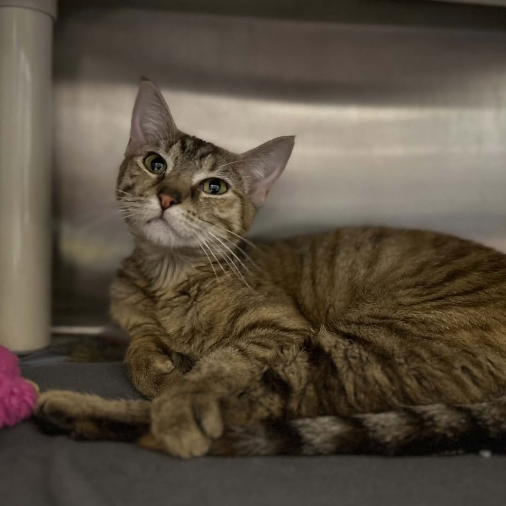 LUCY - Domestic Shorthair available for adoption