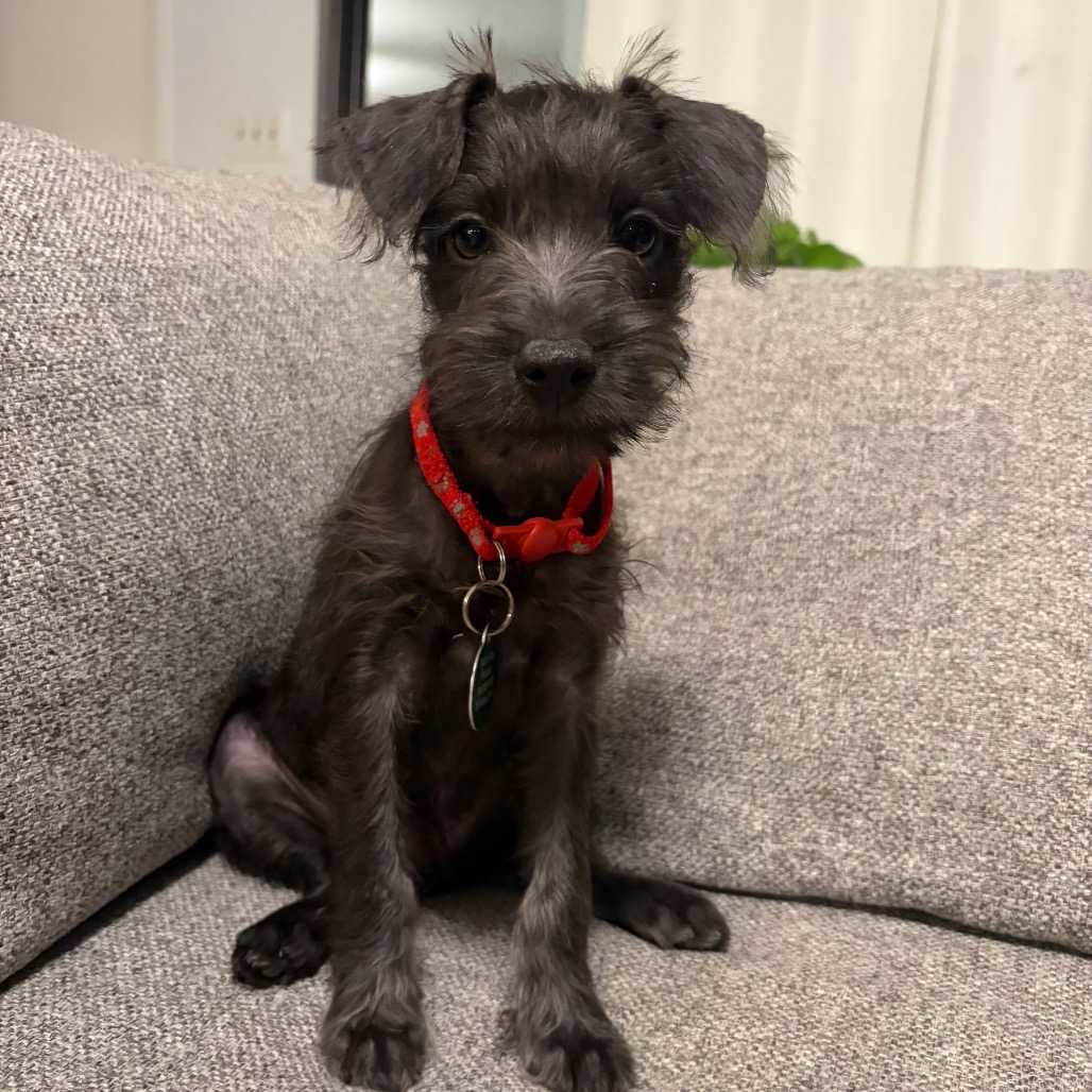 Obie is available for adoption at Mercy Full Project