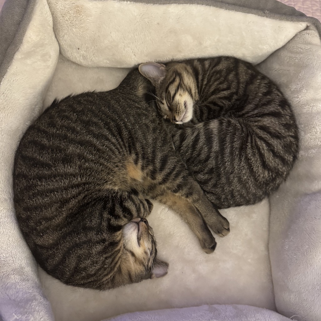 Aster — thumbnail 4