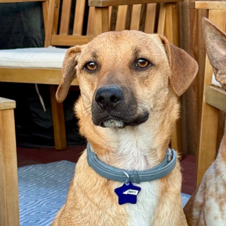 Henry — thumbnail 5