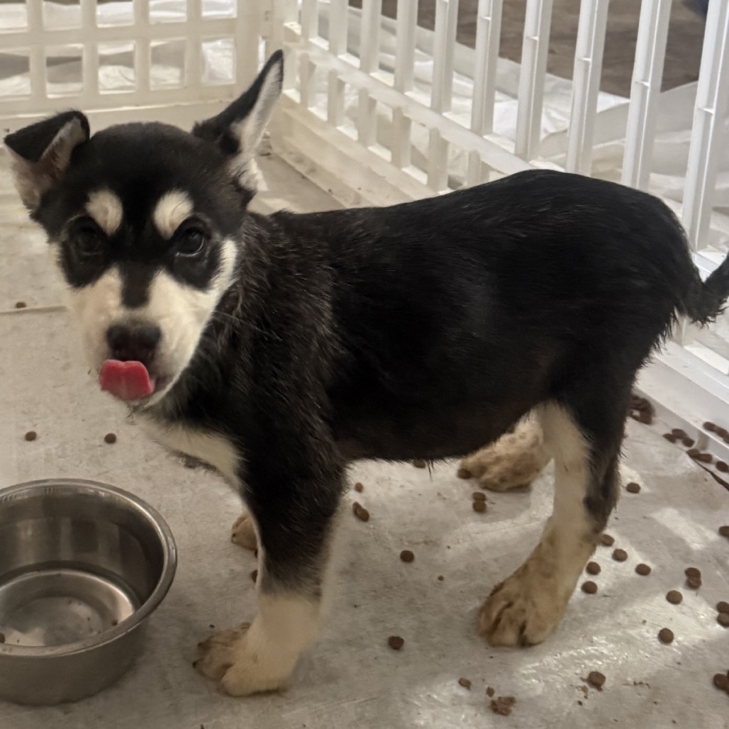 Bobsled — thumbnail 3