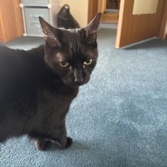 Photo of Frankie 4