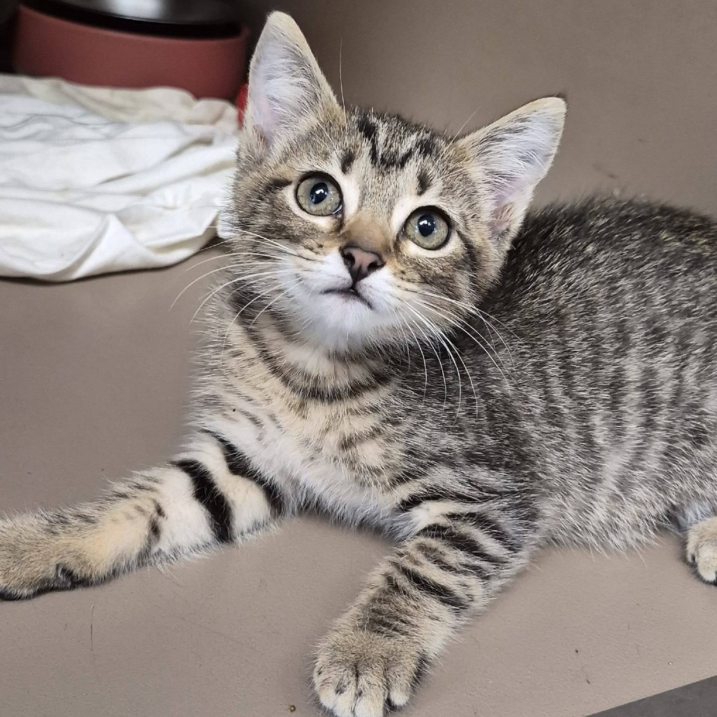 WONDER - Domestic Shorthair / Mix available for adoption