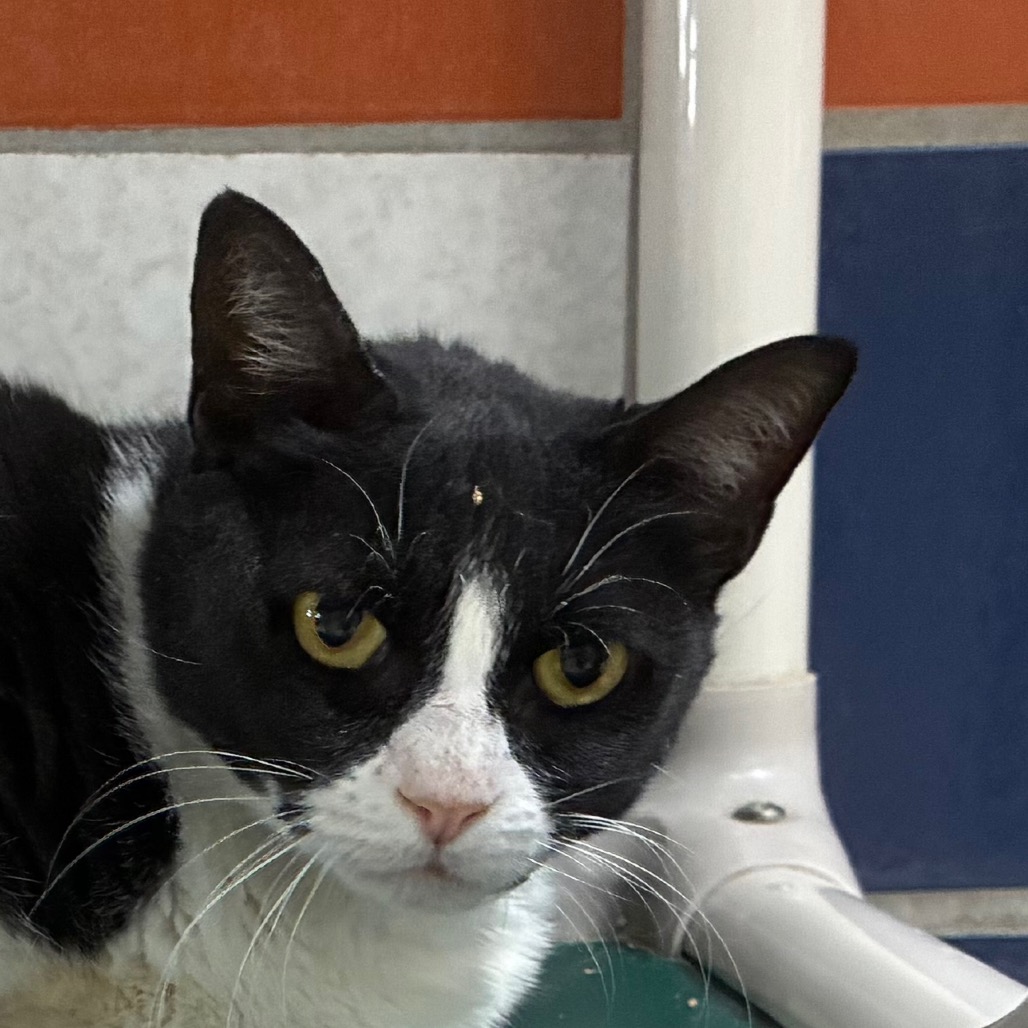 OREO - Domestic Shorthair available for adoption