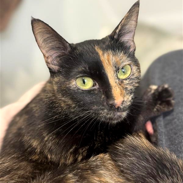 Goose — thumbnail 5