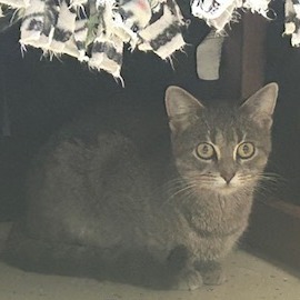 Feliciana--In Foster***ADOPTION PENDING***, photo 7