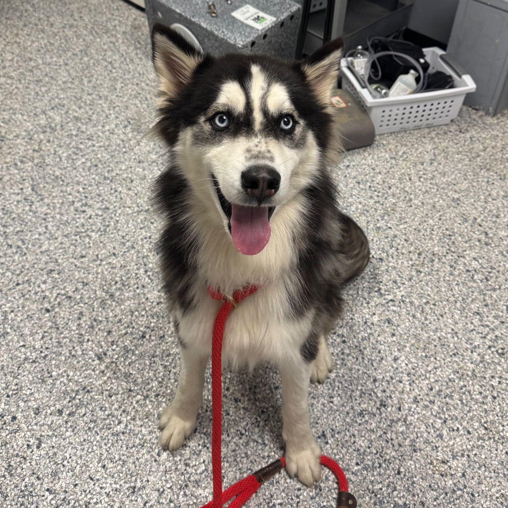 Siberian Husky