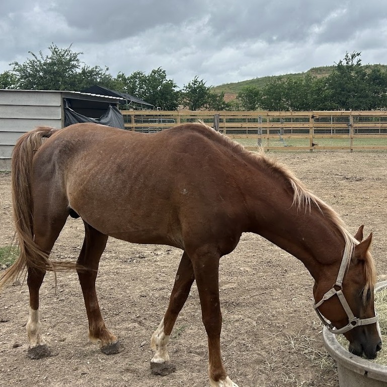 OSIRIS - Arabian available for adoption