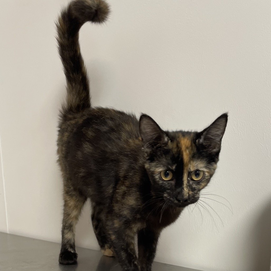 TIFFY - Domestic Shorthair / Mix for adoption in Hattiesburg