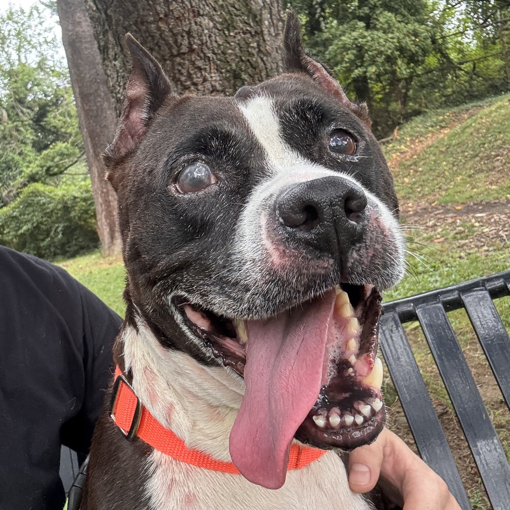 QUINTARA - Terrier / American Pit Bull available for adoption