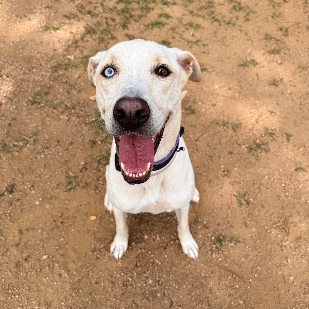 BELLA - Retriever / Mix available for adoption