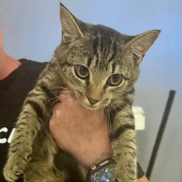 YUNA - Domestic Shorthair available for adoption