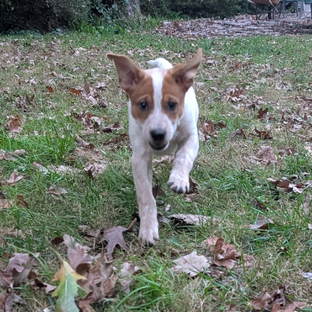 Macee Pup - Portia, photo 10