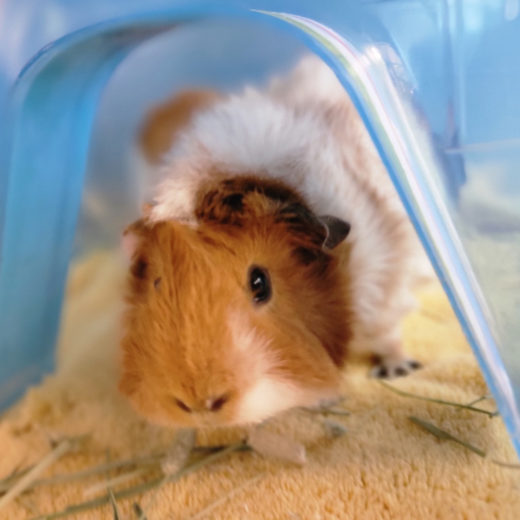 Photo of Poki and Loki