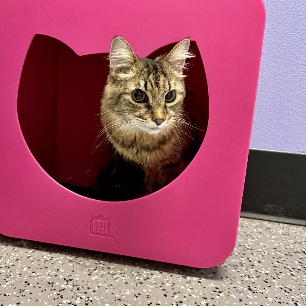 DINKY - Domestic Shorthair for adoption in Henderson