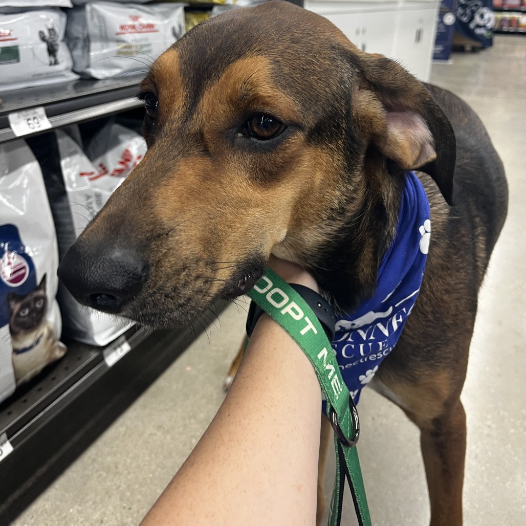 ALIN - Hound available for adoption