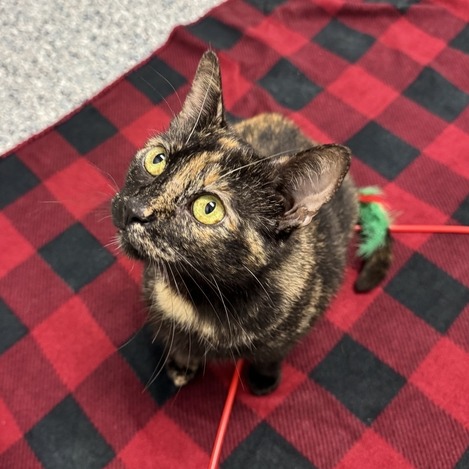 CHILI - Domestic Shorthair available for adoption