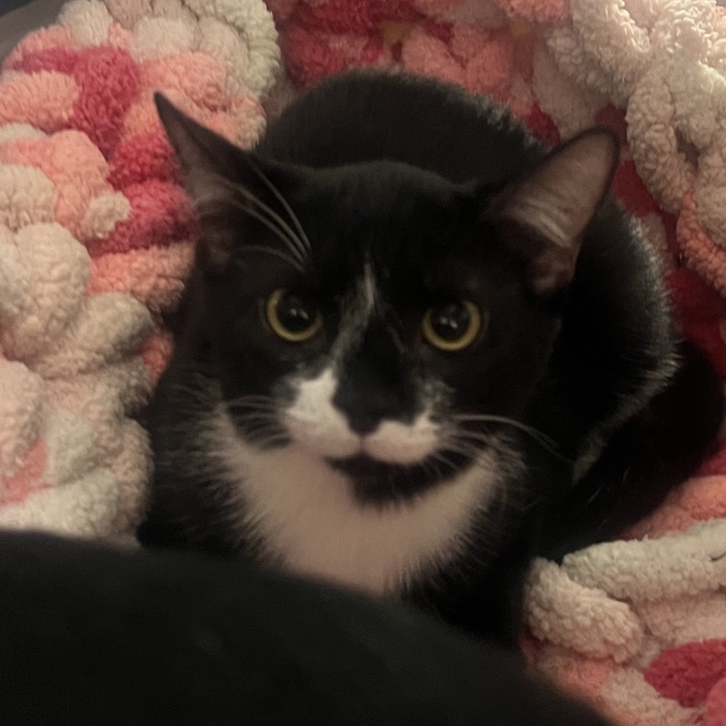 TERRIFIC (BONDED TO WONDERFUL) - Domestic Shorthair available for adoption