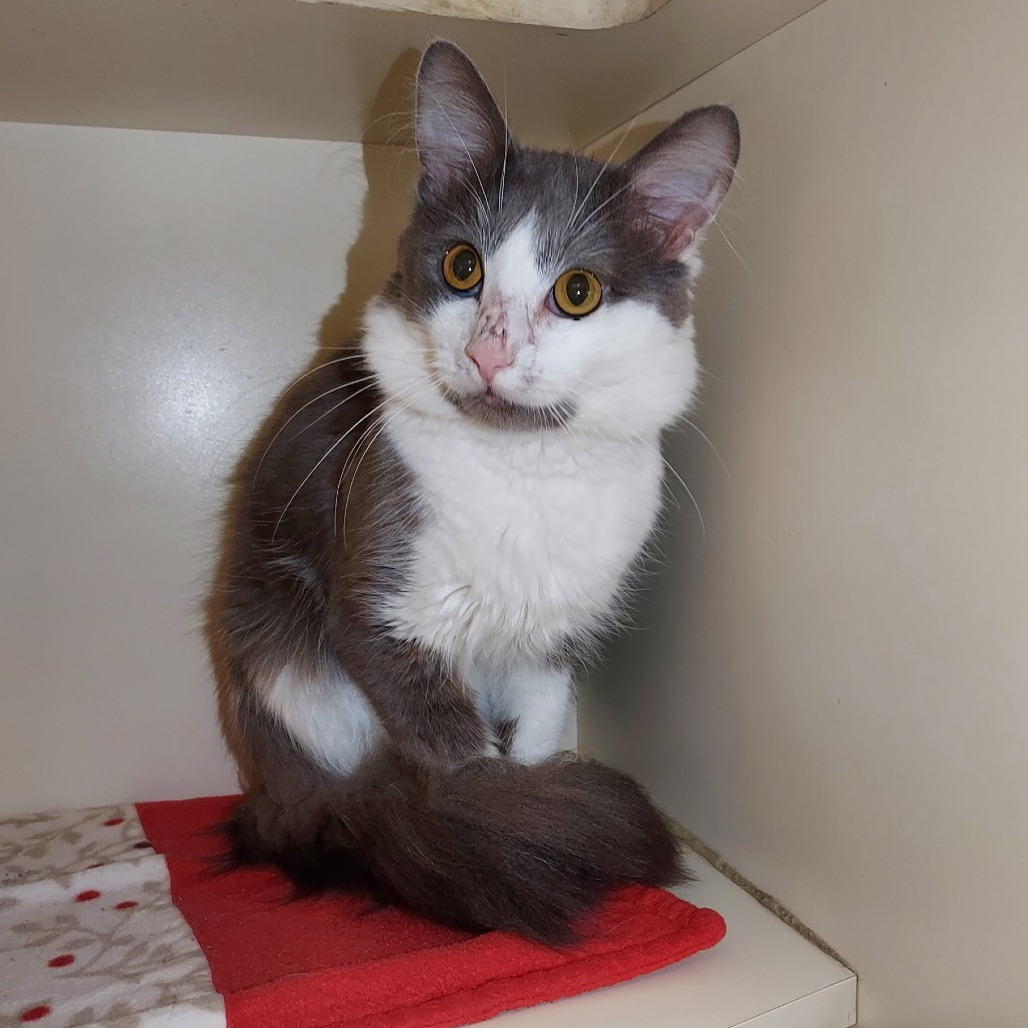 SCARAB - Domestic Medium Hair available for adoption