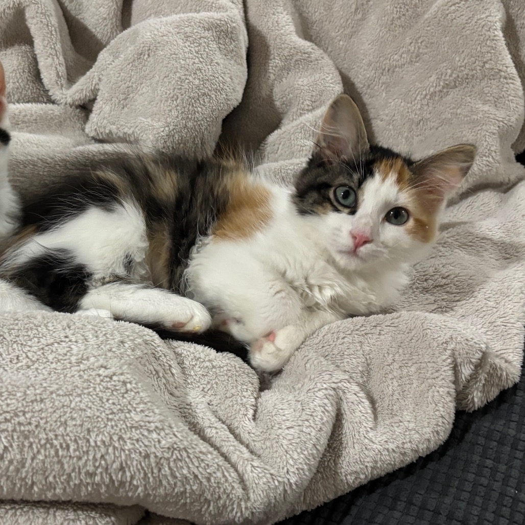 PLUM - Domestic Shorthair available for adoption