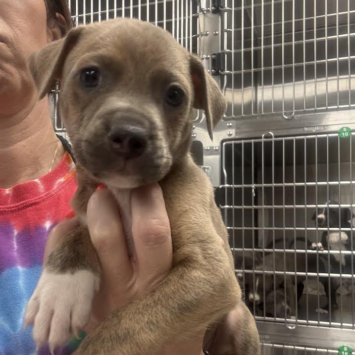 FREDDIE - Terrier / Mix available for adoption