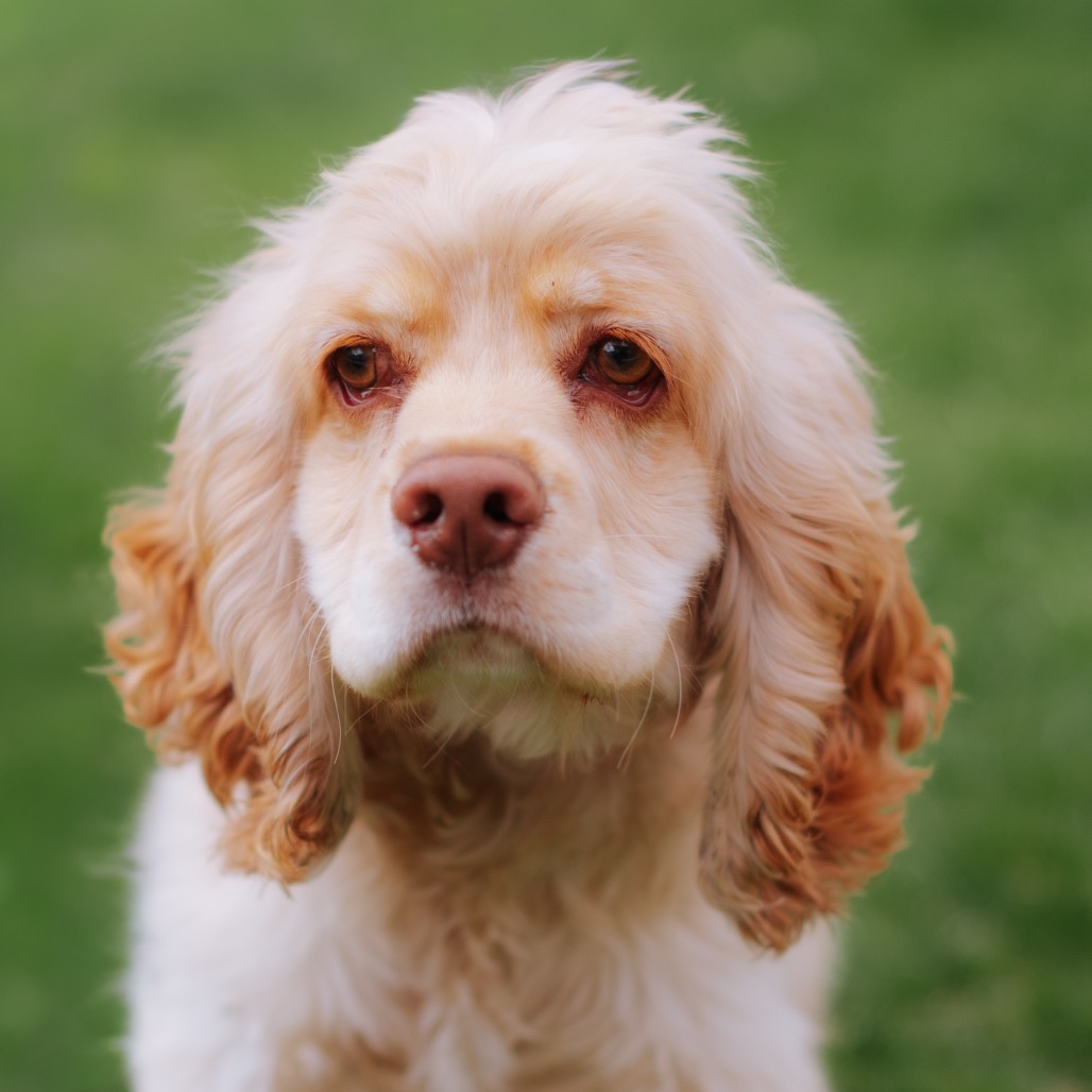 American Cocker Spaniel