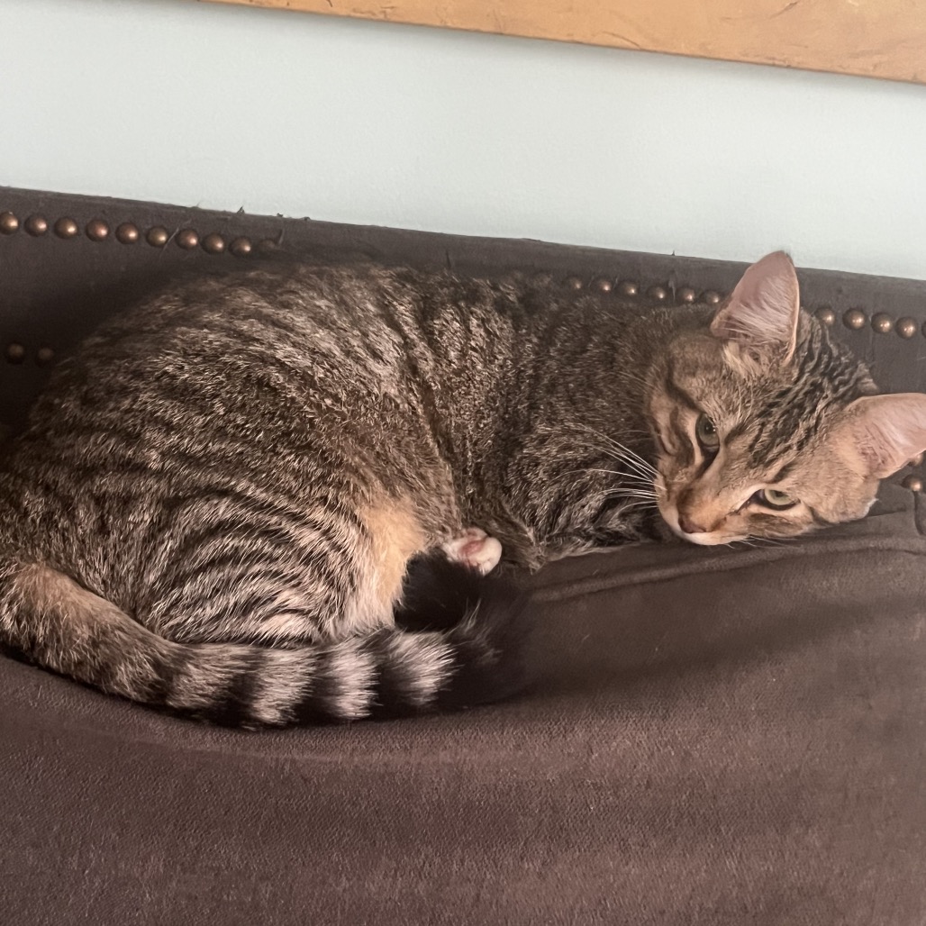 Fluffernut — thumbnail 5