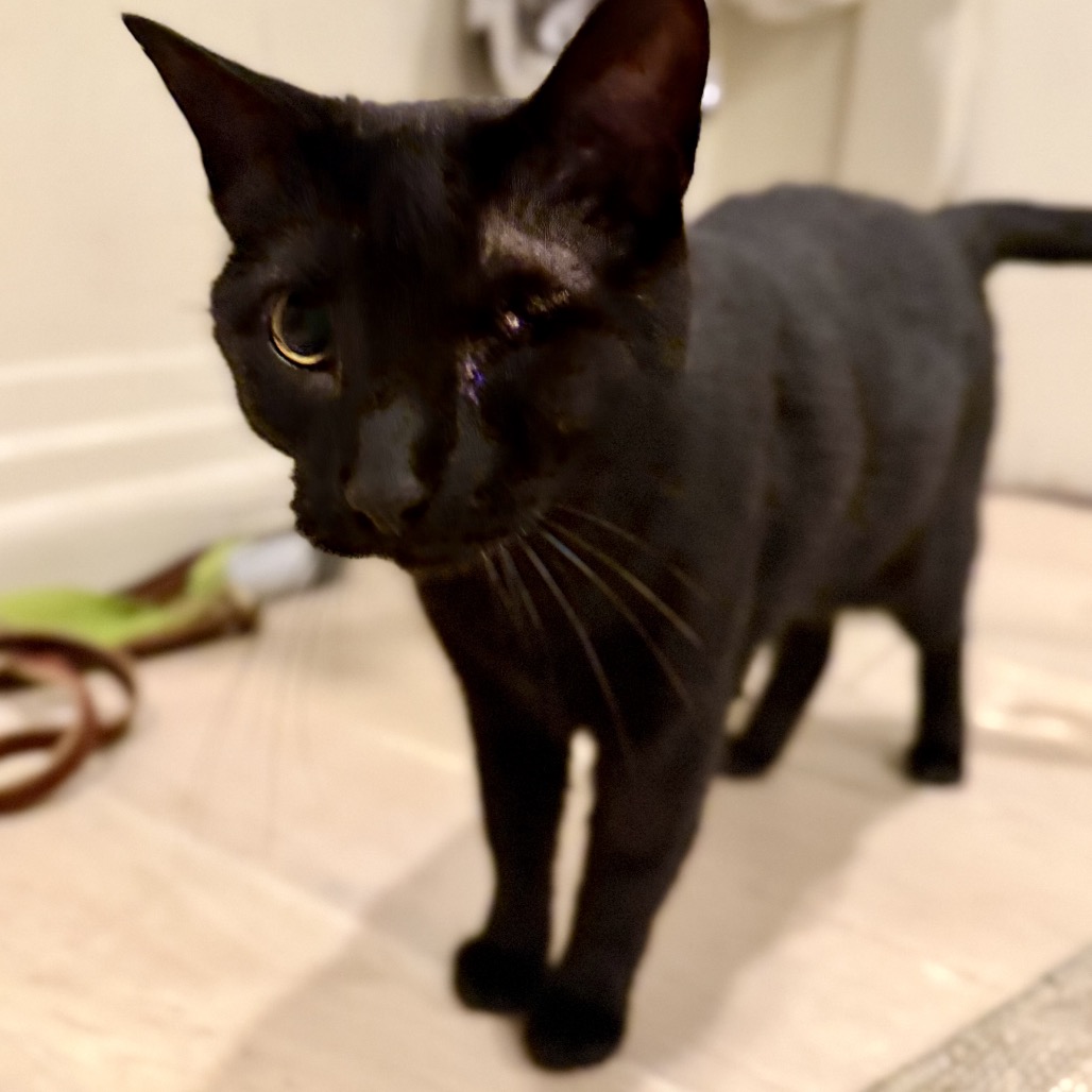 Nova