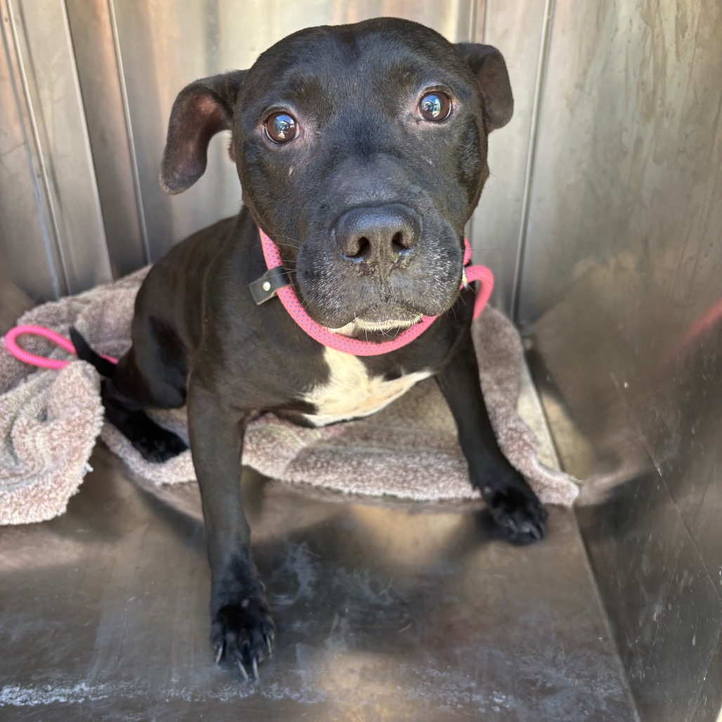 MIGHTY MAX - Terrier, American Pit Bull / Mix available for adoption