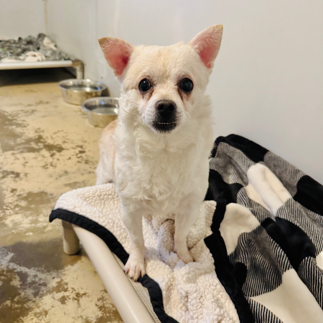 Jethro — thumbnail 5