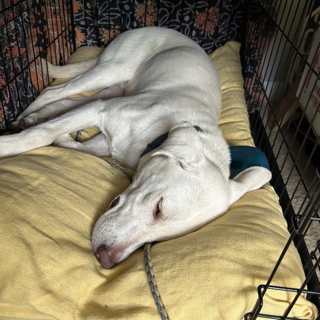 Olaf — thumbnail 10