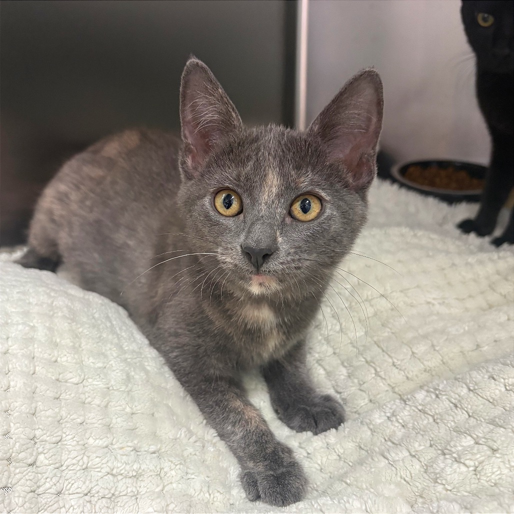 ANGIE - Domestic Shorthair available for adoption