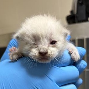 BITTY SNOW - Domestic Shorthair available for adoption