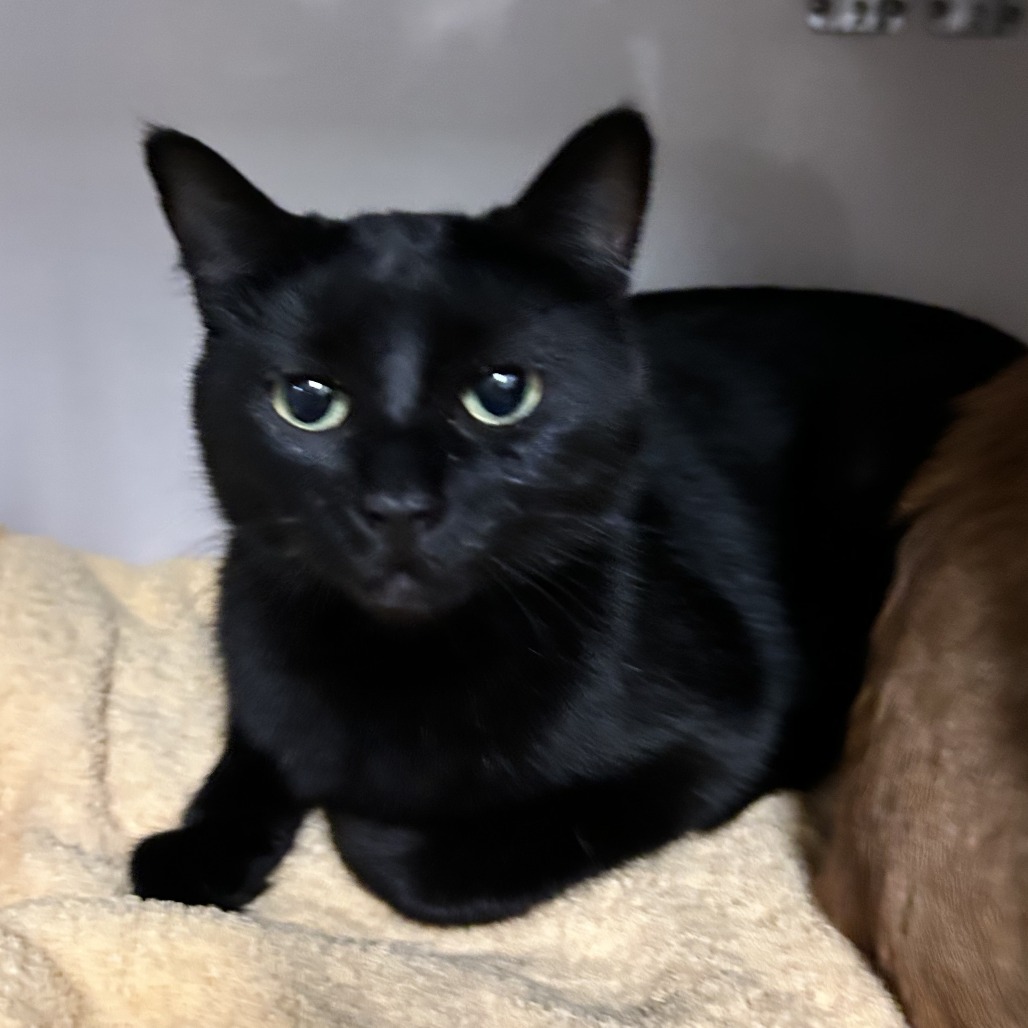 Panther - Domestic Shorthair