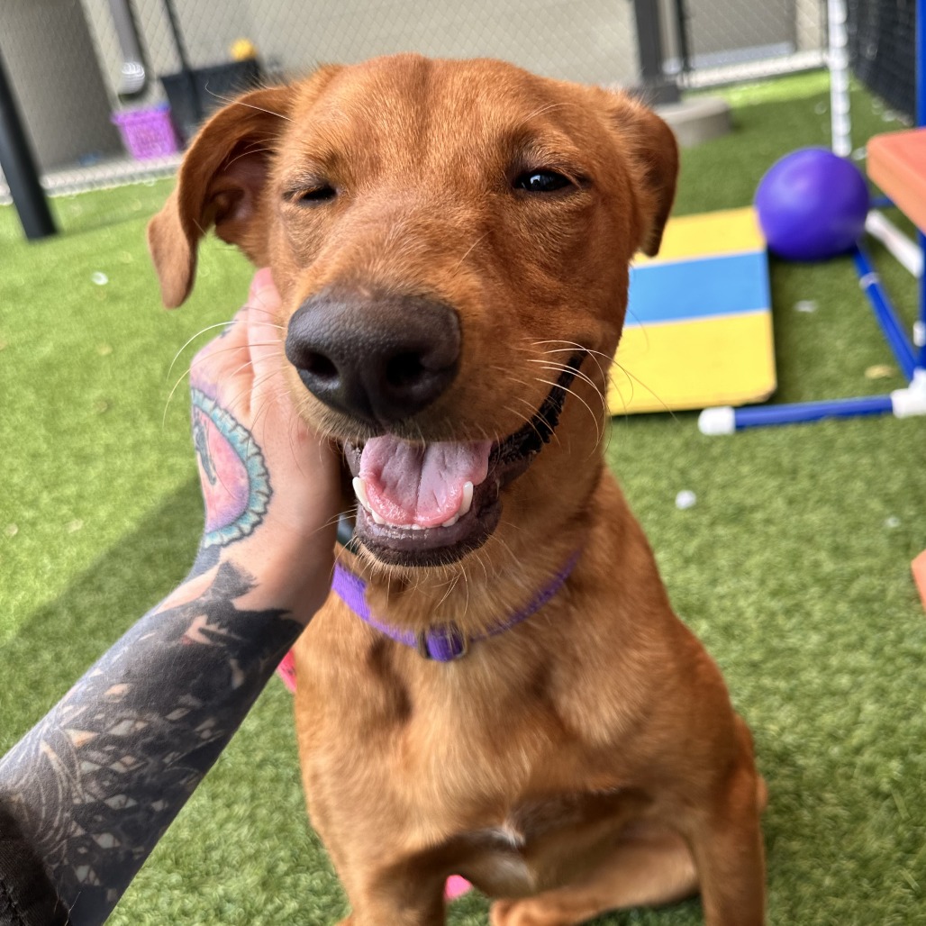 MARS - Mixed Breed (Medium) available for adoption