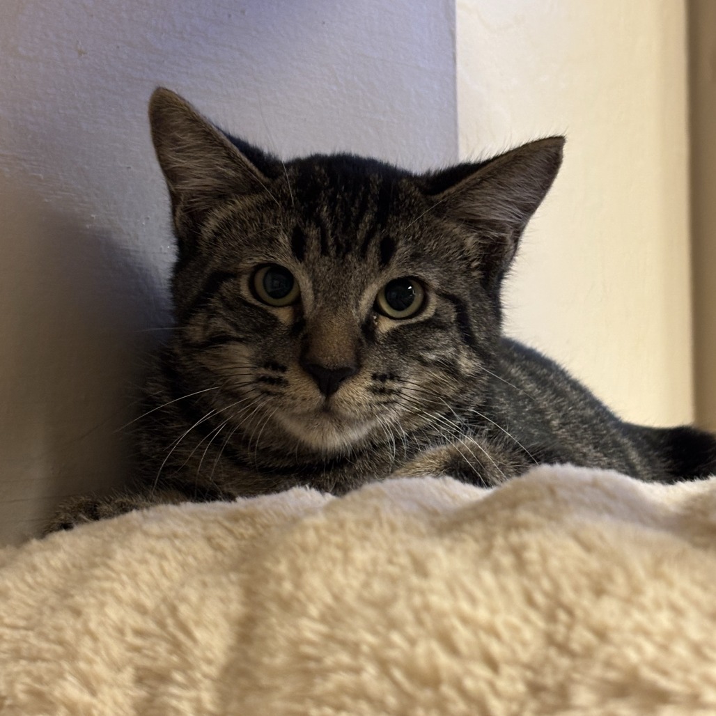 JELLY BEAN - Domestic Medium Hair available for adoption
