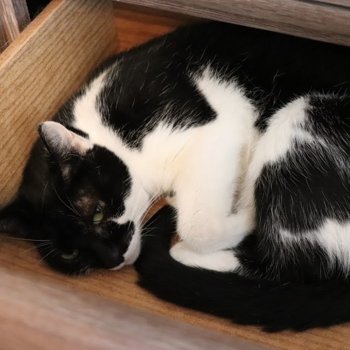 Coco Chanel, photo 5