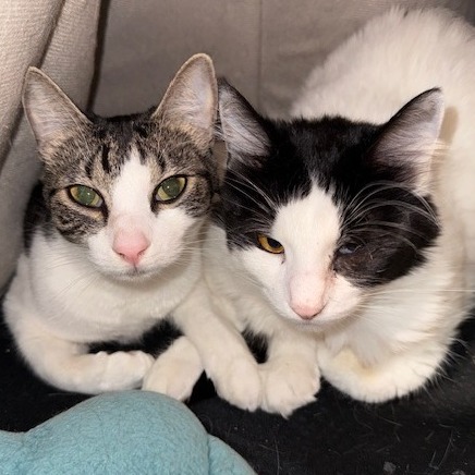 BUTTERCUP - American Shorthair available for adoption