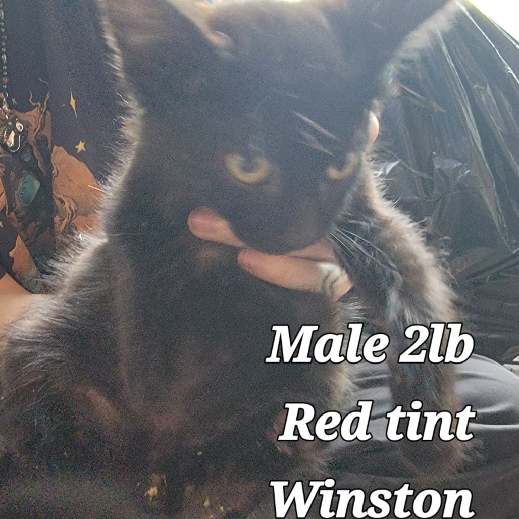 Winston