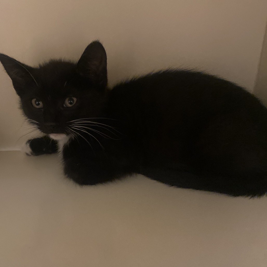 KENAI - Domestic Shorthair available for adoption
