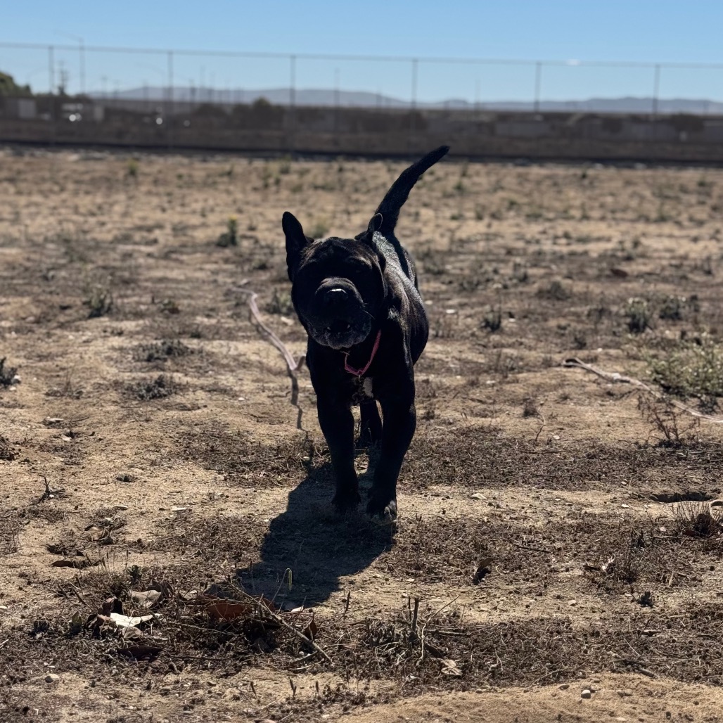 Xena, photo 15