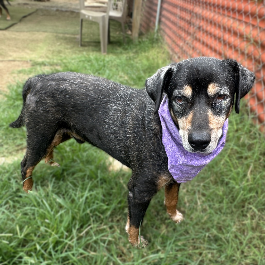 Kiwi, additional photo