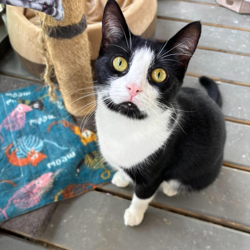 ELIZA - Domestic Shorthair available for adoption